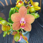 Phalaenopsis KS Pride Golden Diamond * tuoksuva