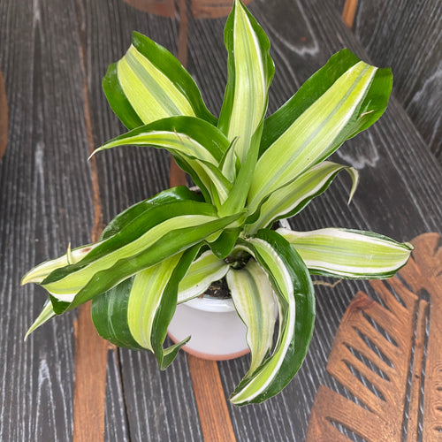 Dracaena Malaika * babyplant – Secret Garden Plant Shop