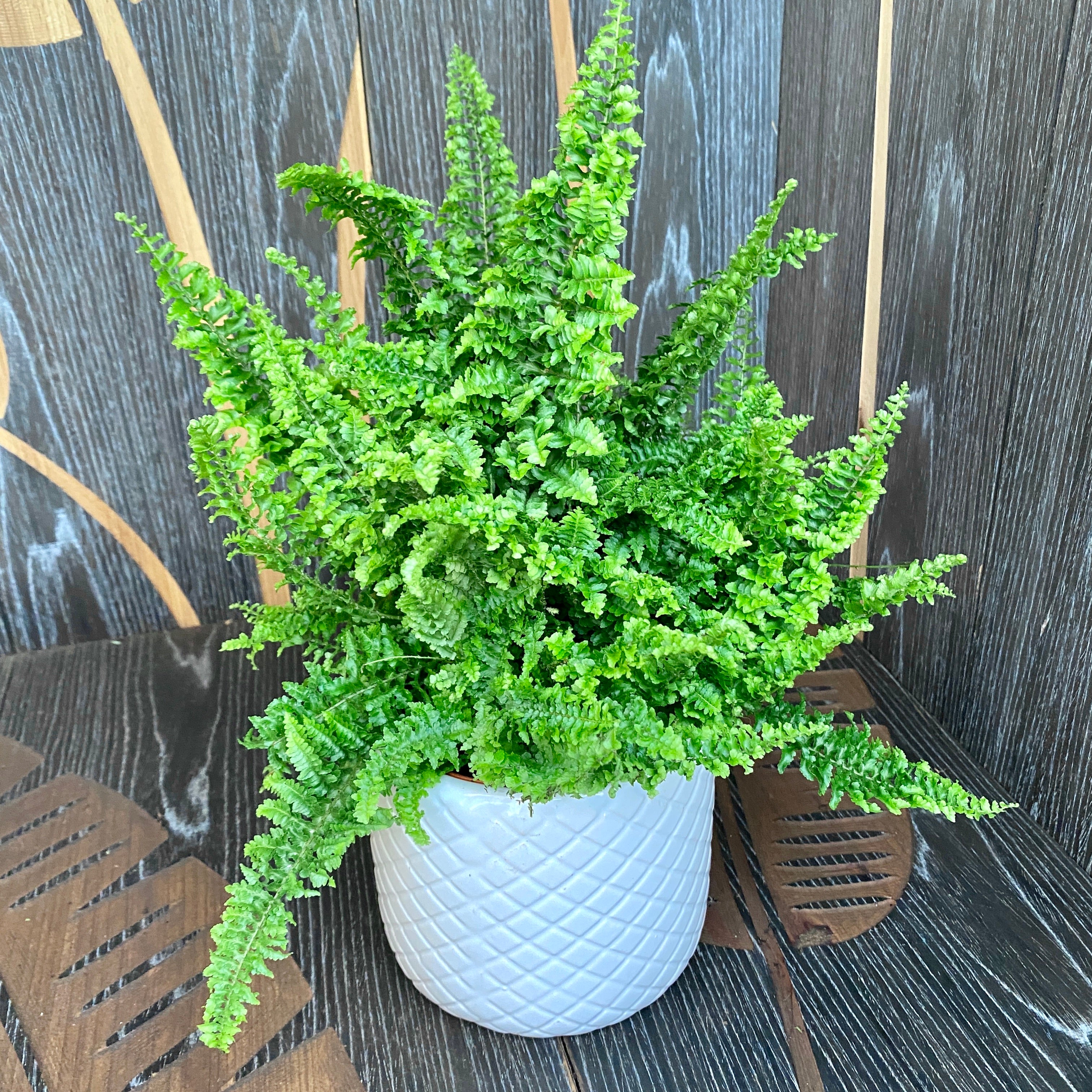 Nephrolepis exaltata Vitale (feriga)