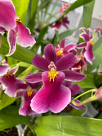 Goodaleara Tahitien hybride * parfumée