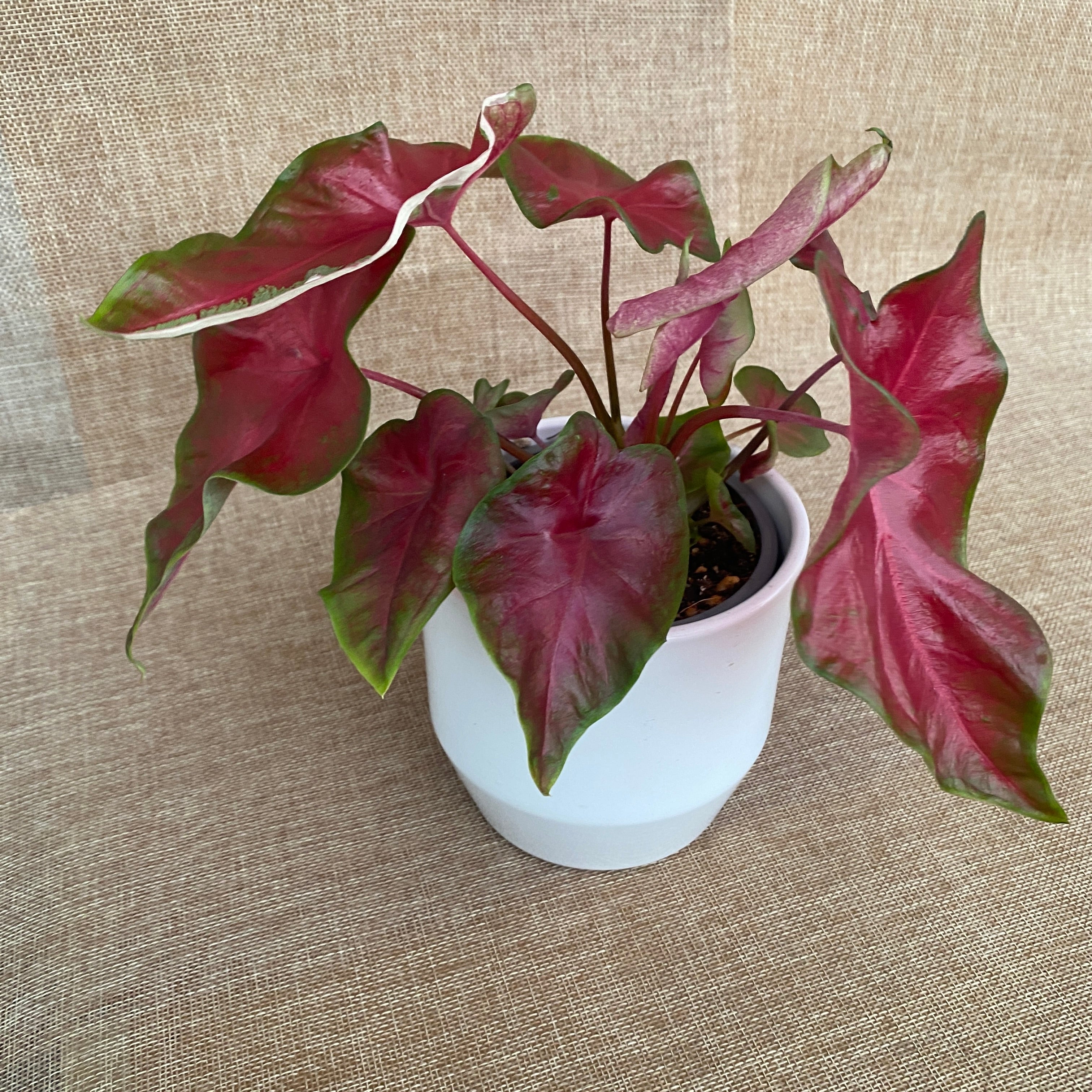 Caladium 'Alexa Pink'