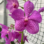 Vanda KANCHANA Magic Pink