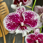 Phalaenopsis 'Miki Dancer' big lip