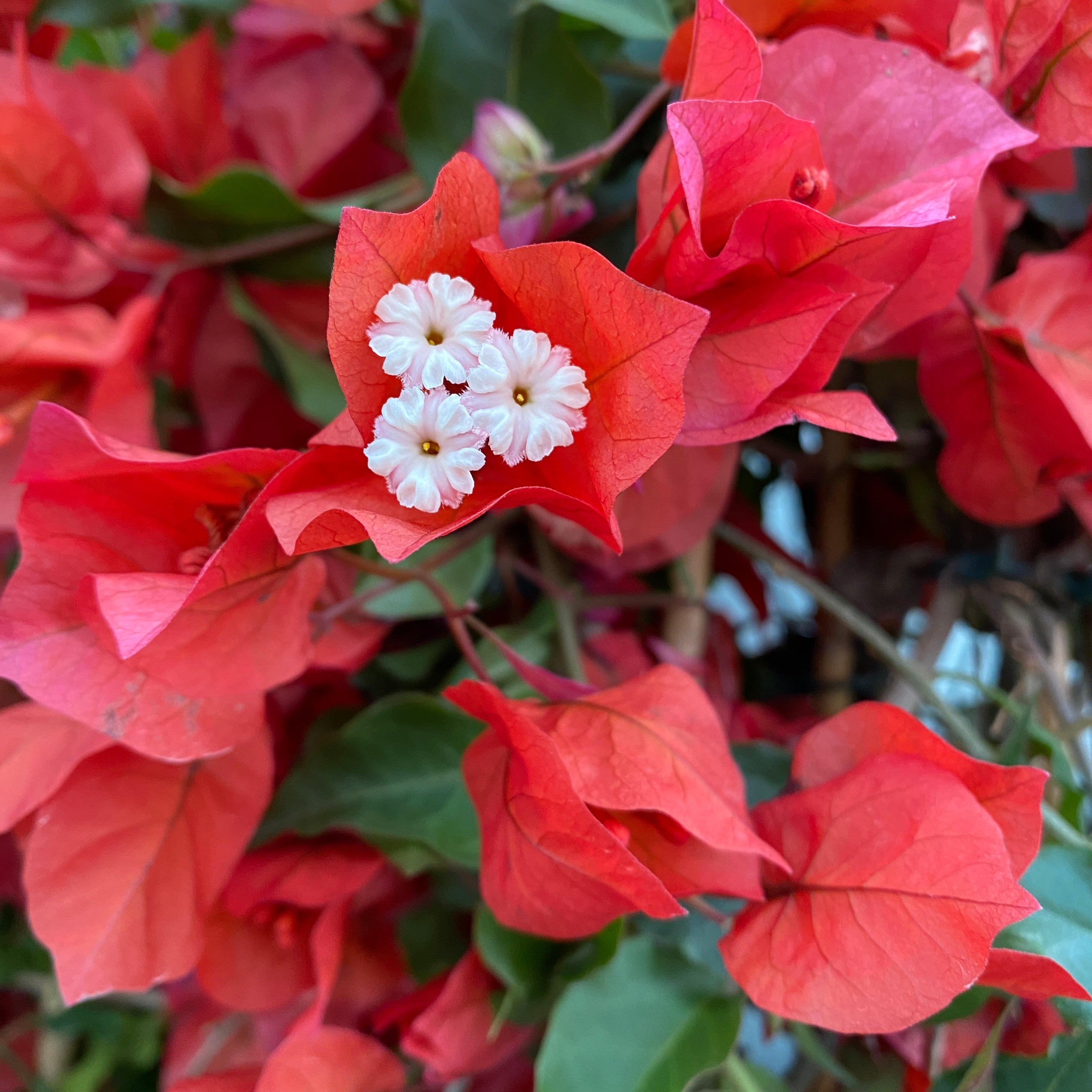 Bougainvillea 'Dania Orange' - Floarea de hartie portocalie