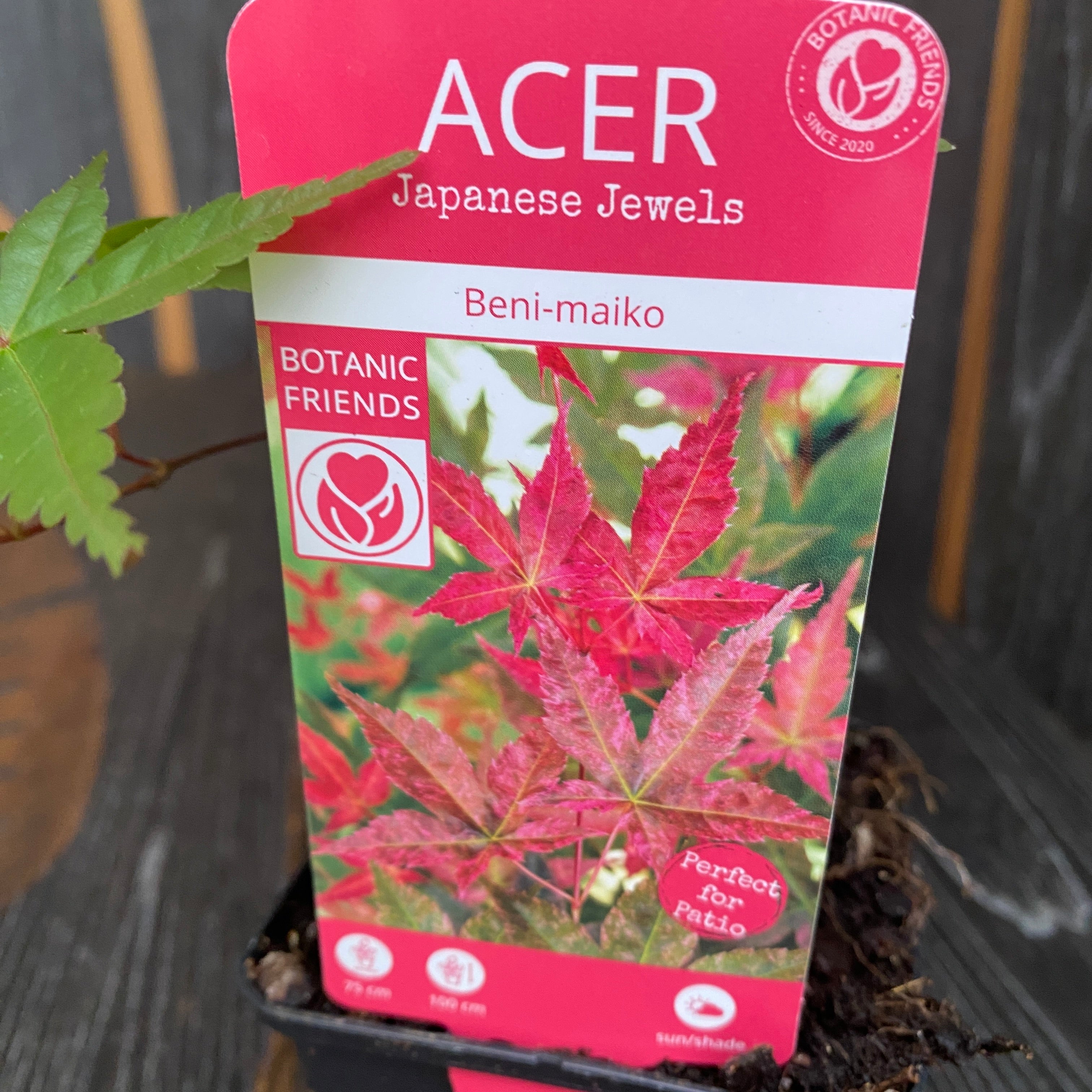 Acer palmatum 'Beni Maiko' (artar japonez)