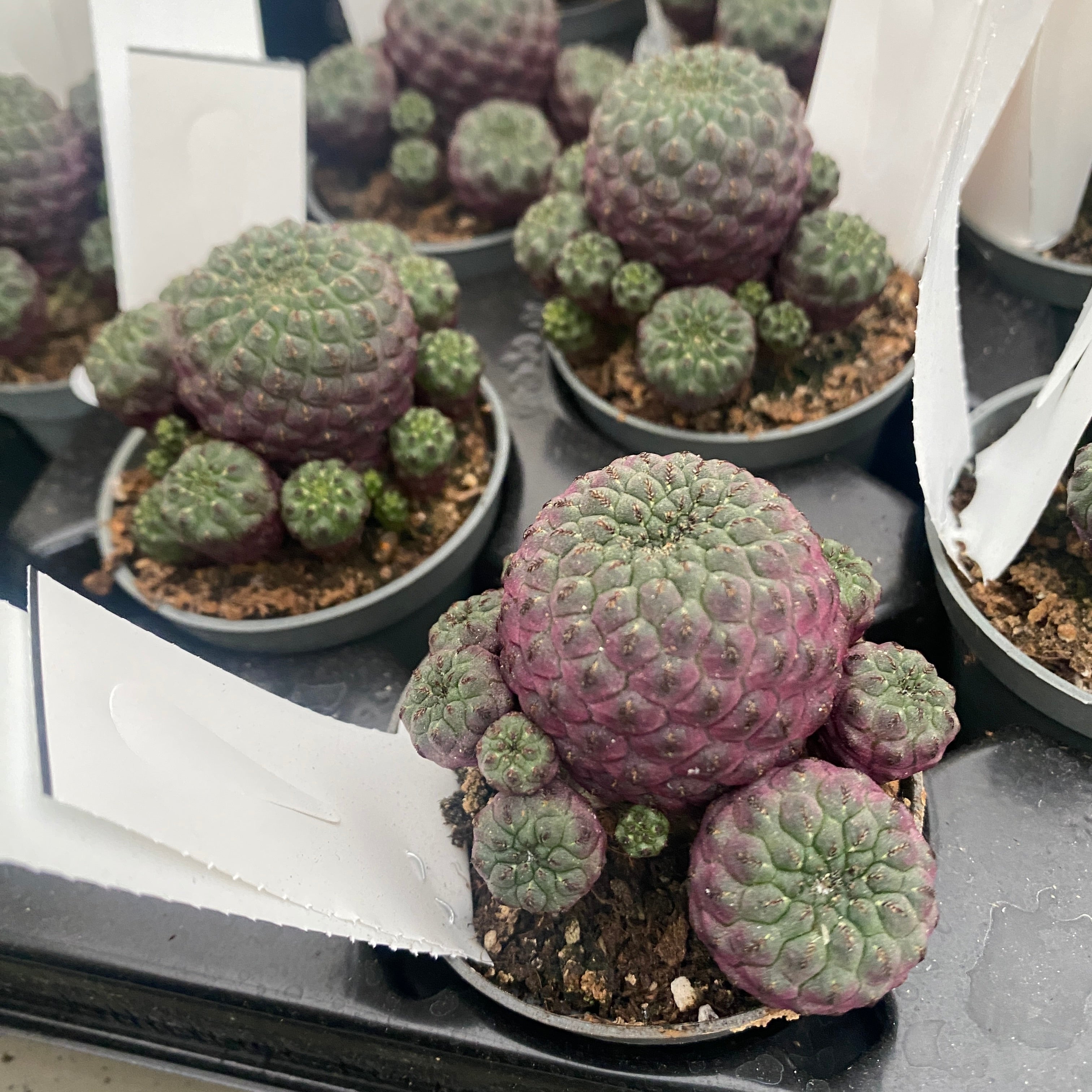 Purple Cactus (Sulcorebutia rauschii ‘Violacidermis’) D6