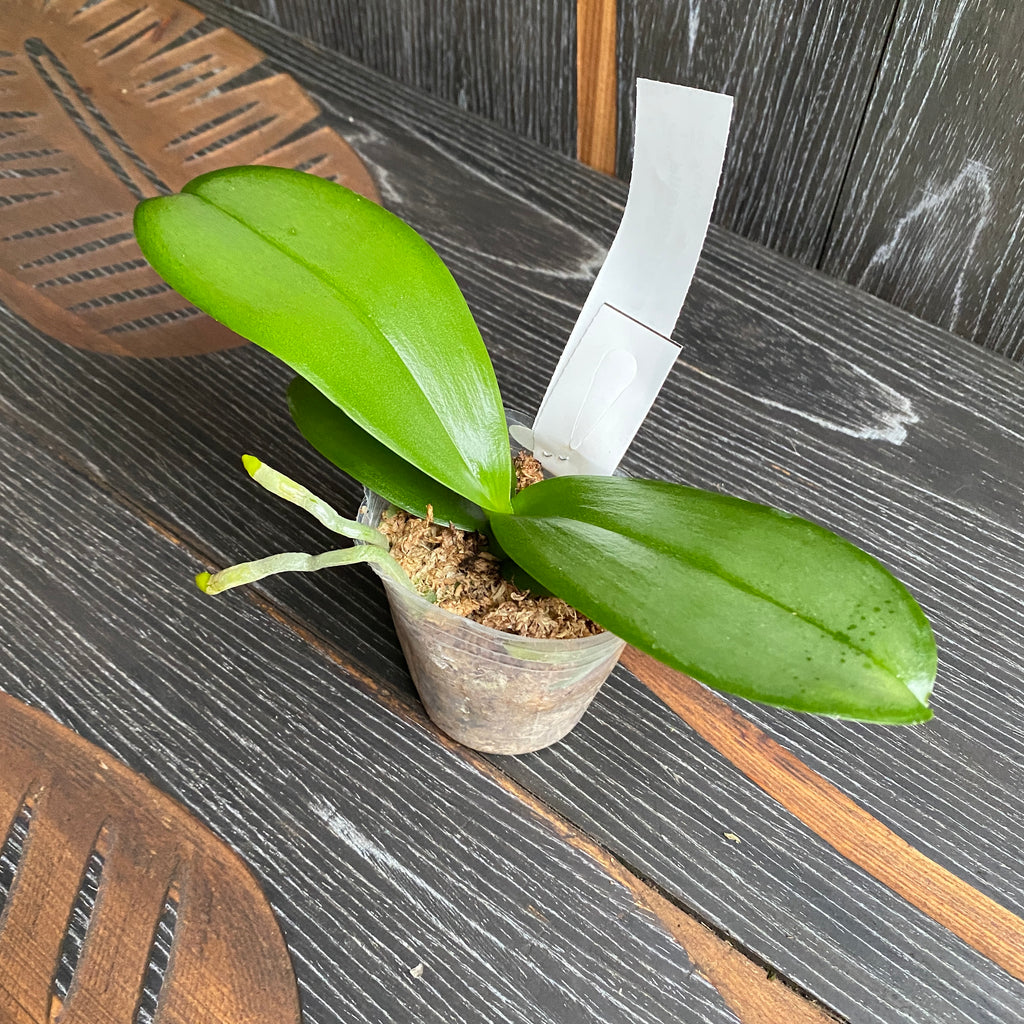 Phalaenopsis Jiuhbao Punainen Ruusu