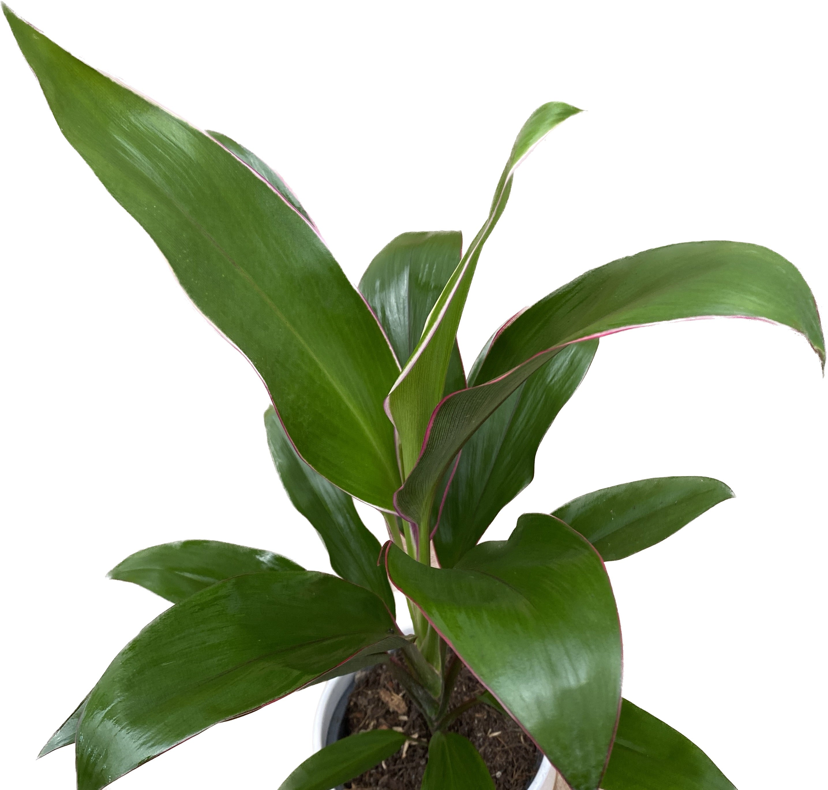 Cordyline fruticosa 'Geraldo' (Lucky Plant) - planta norocoasa