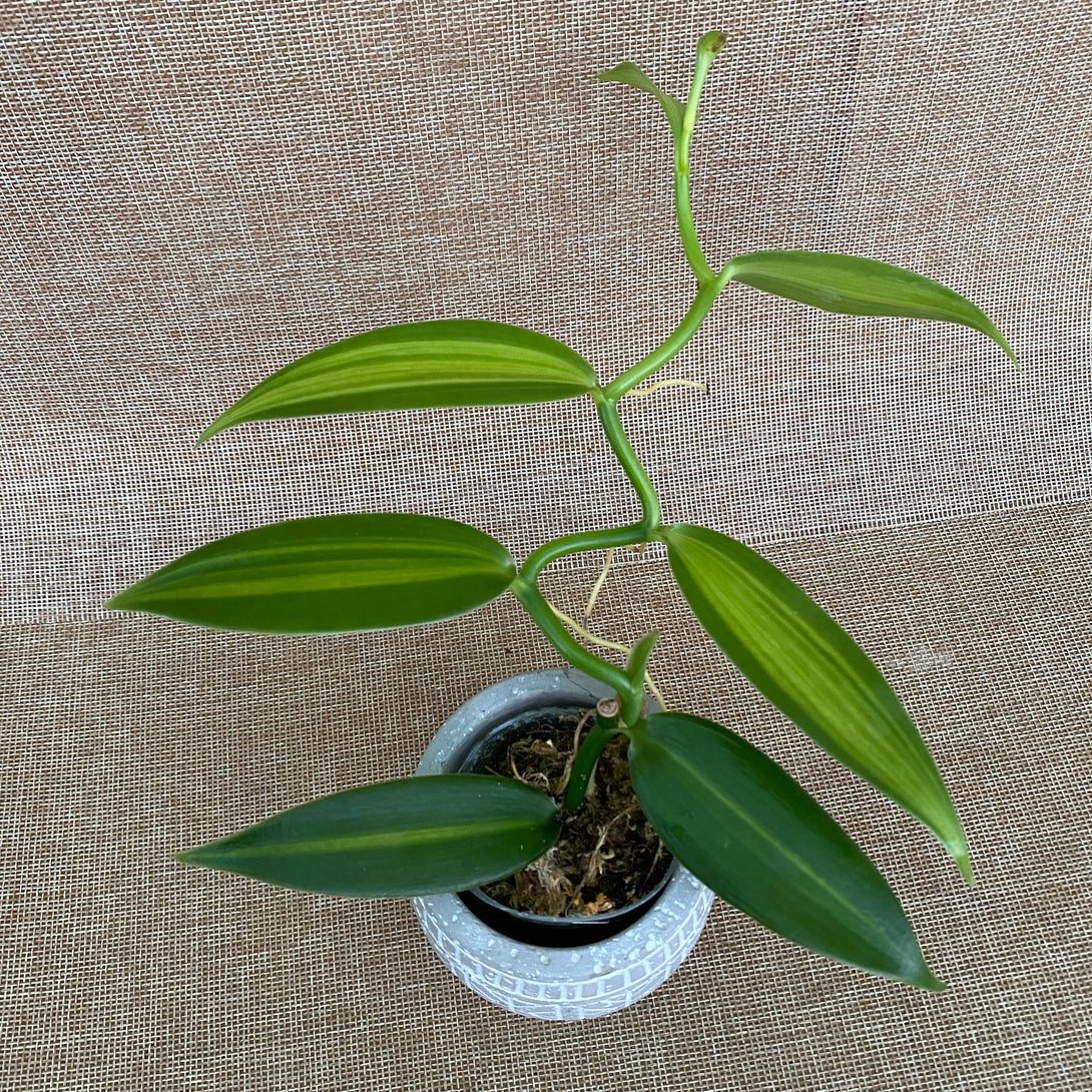 Vanilla Planifolia 'Variegata'