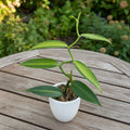Vanilla Planifolia 'Variegata'