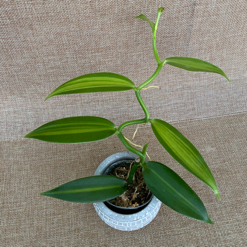 Vanilla planifolia 'Variegata'