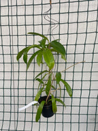 Hoya pubicalyx 'White Dragon' (syn. Hoya Celata) - exemplare dezvoltate