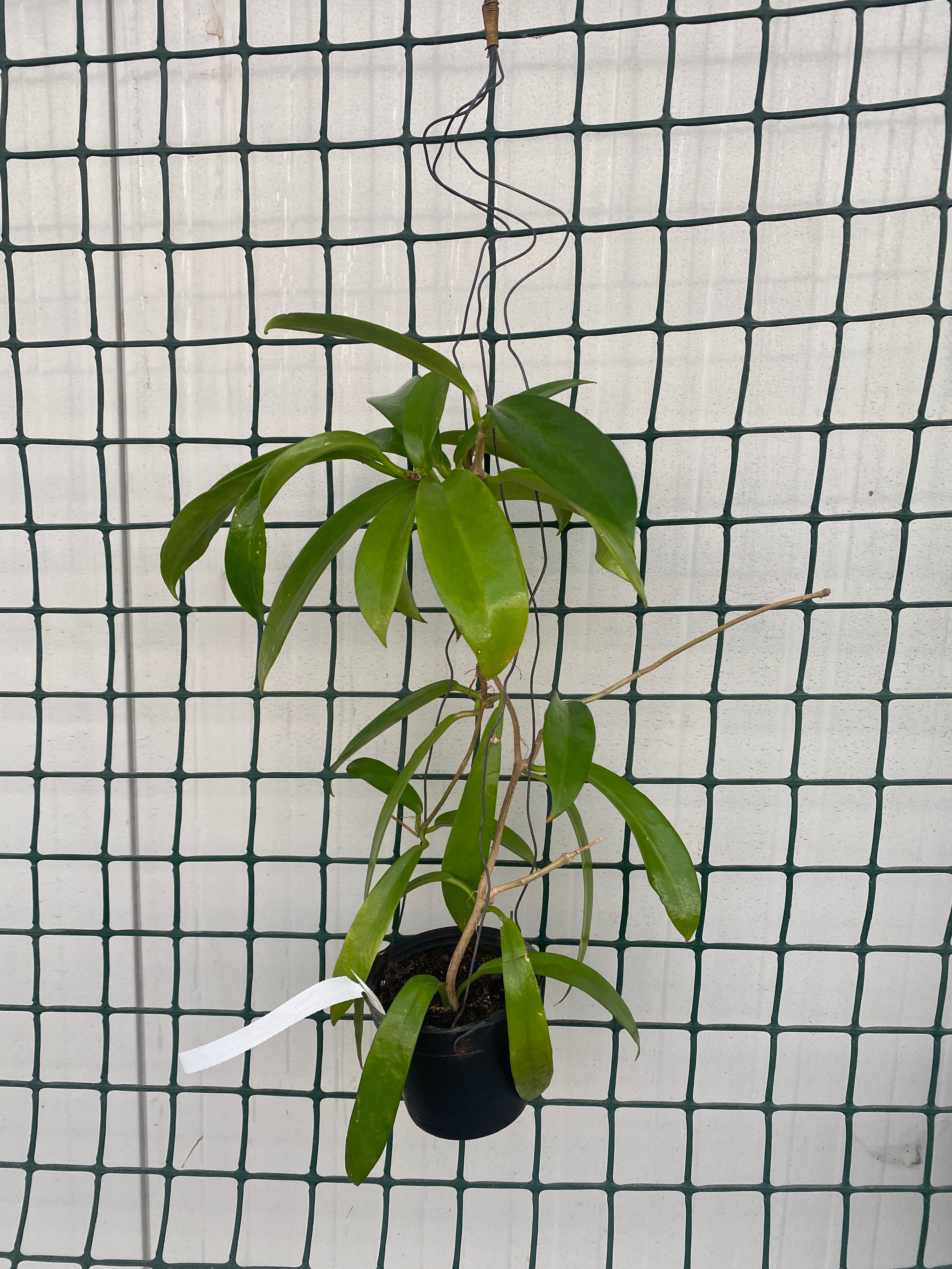 Hoya pubicalyx 'White Dragon' (syn. Hoya Celata) - exemplare dezvoltate