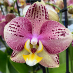 Phalaenopsis Pinif (Phal. Long Pride Flash)