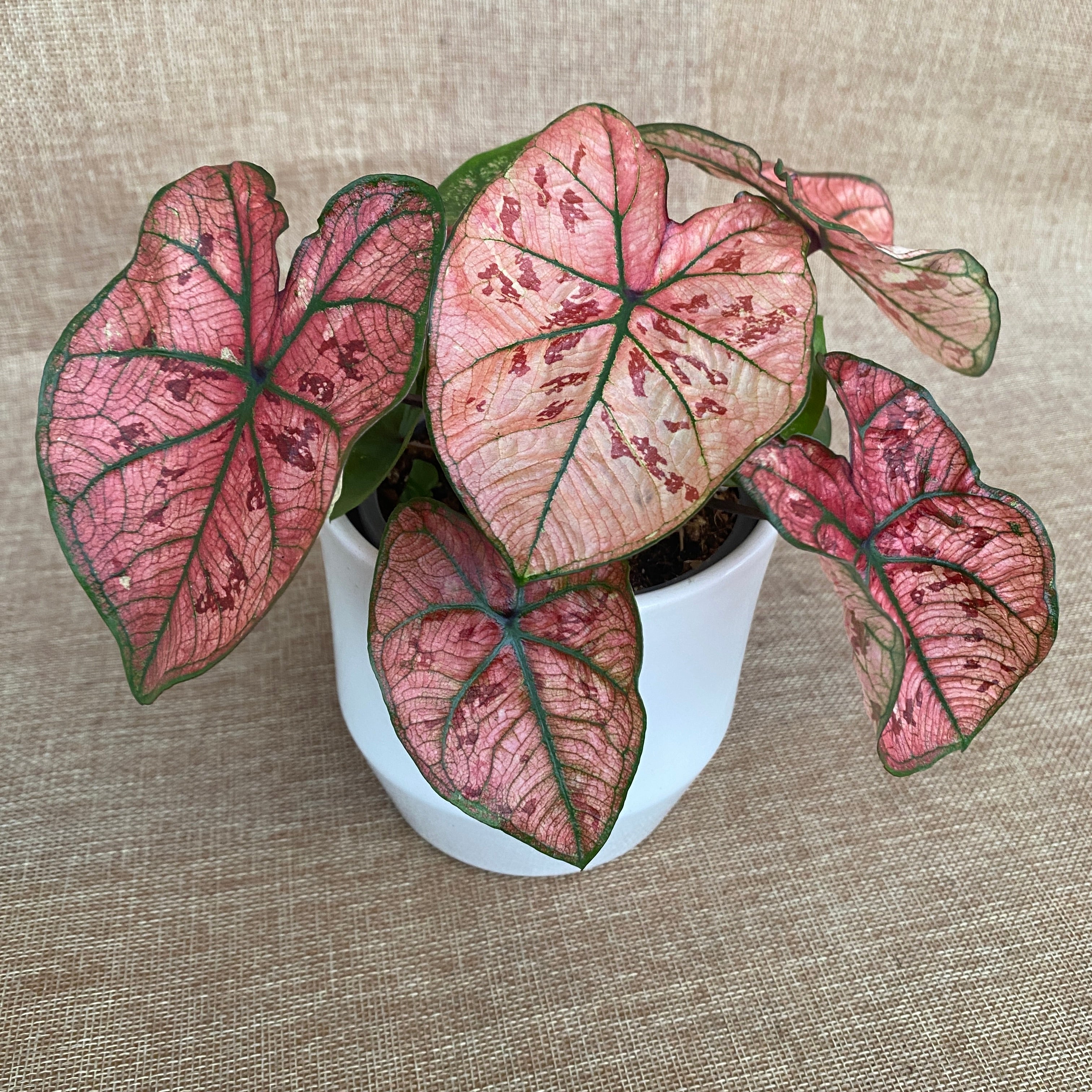 Caladium 'Heidi'