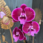 Phalaenopsis Balbina big lip (large flowers 9 cm)