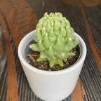 Dolichothele longimamma f. mostruosa