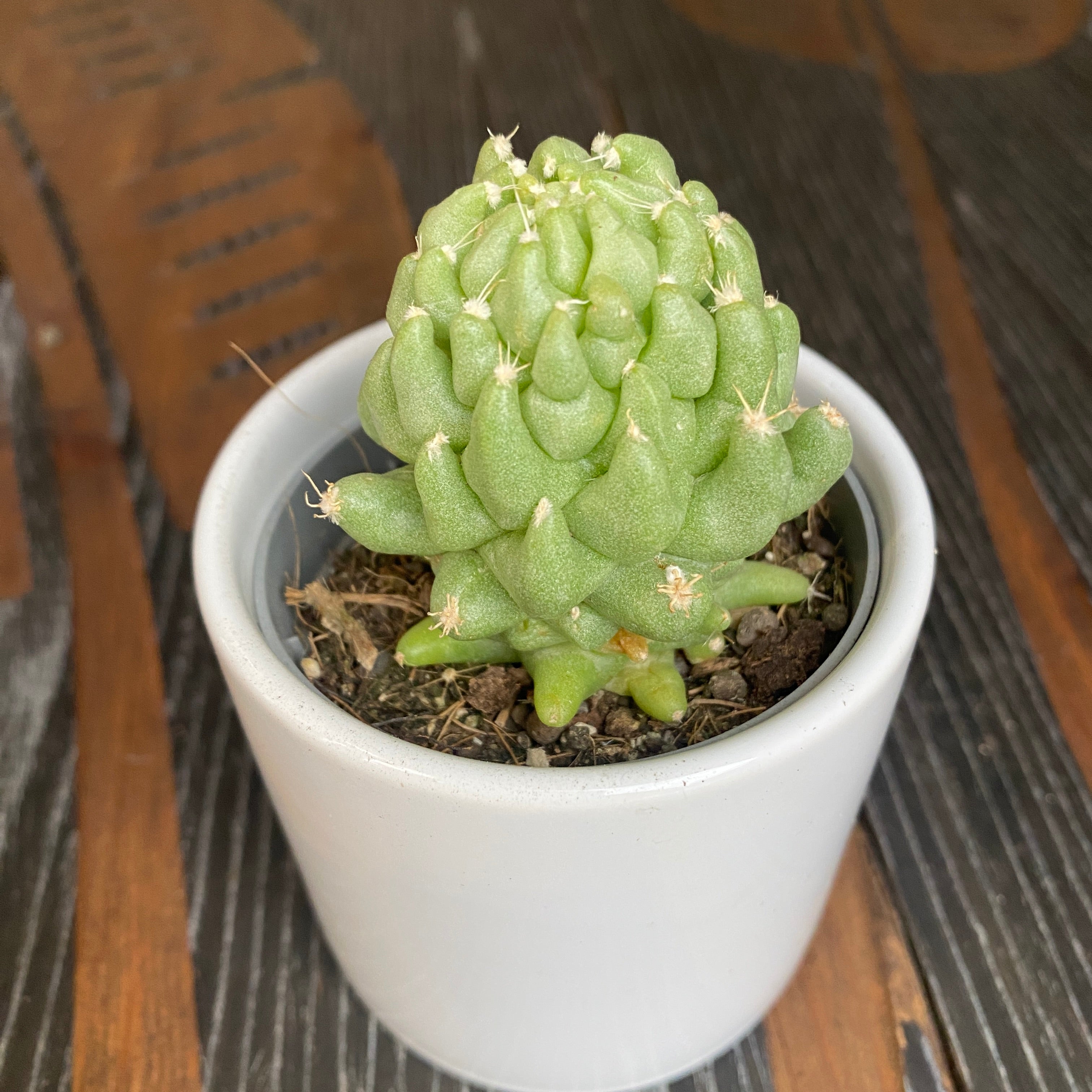 Dolichothele longimamma f. mostruosa