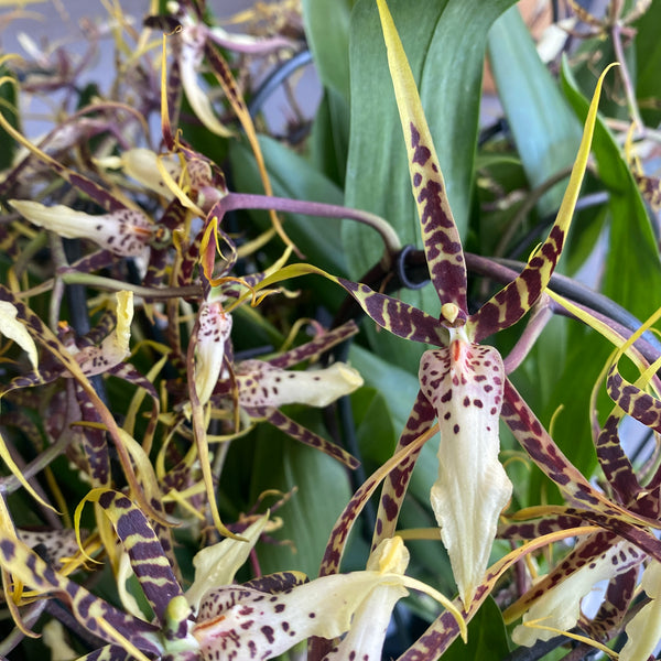 Bratonia Toscana * perfumed