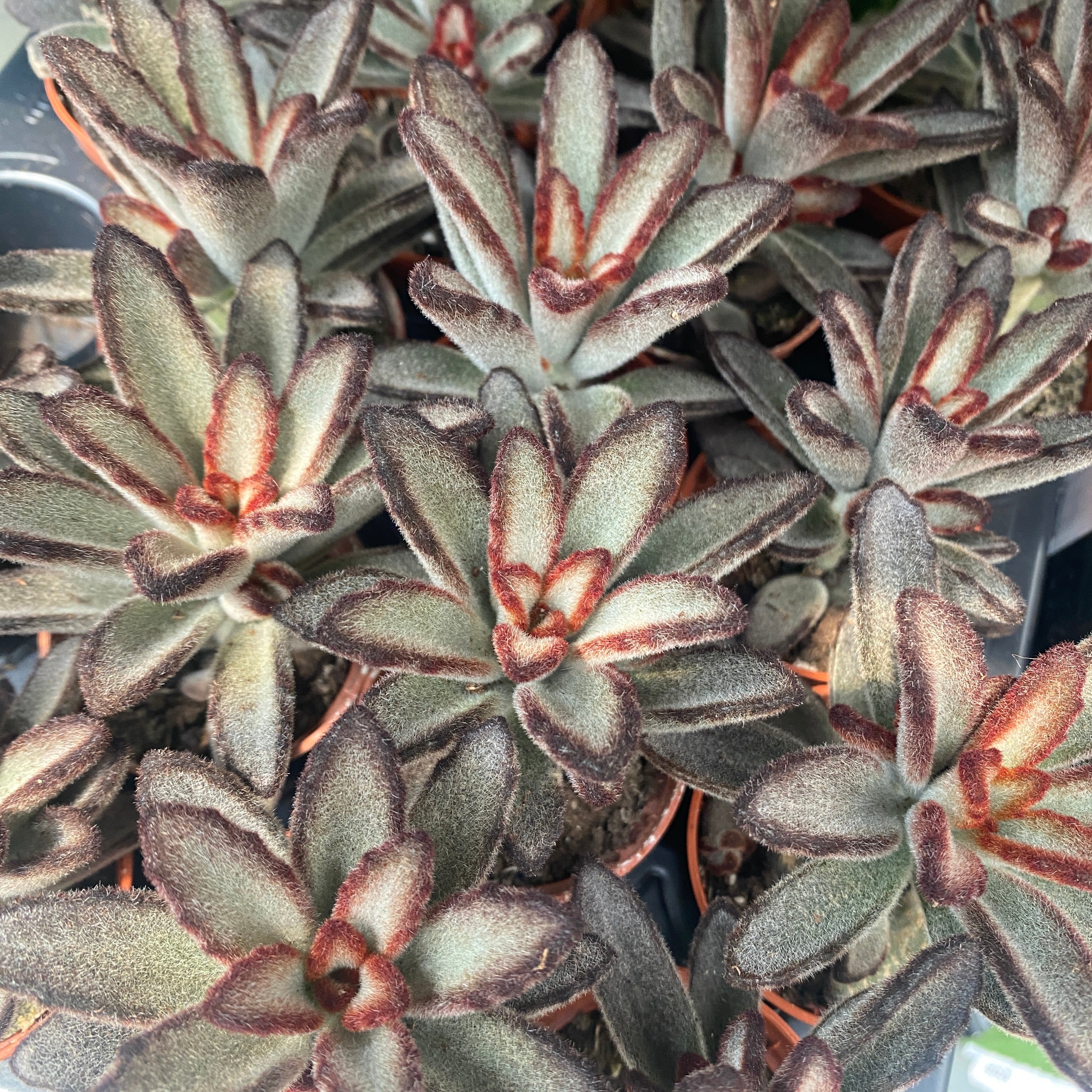 Kalanchoe tomentosa cv. Chocolate Soldier