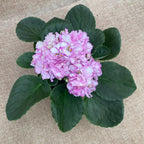 Saintpaulia Rosanne Puck - dupla virágú ibolya