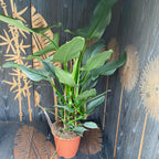 Philodendron Silver Queen (2-3 plante/ghiveci)