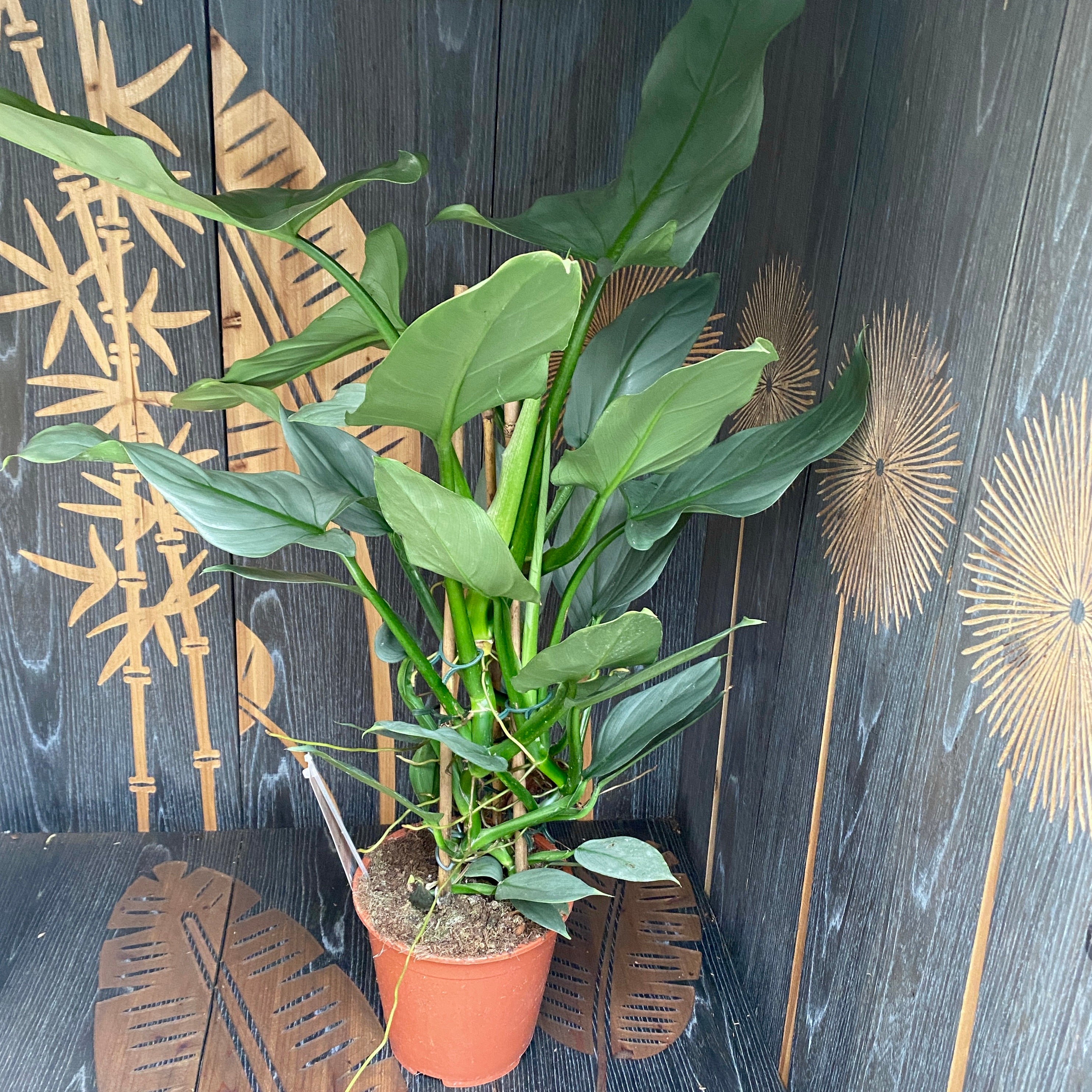 Philodendron Silver Queen (2-3 plante/ghiveci)