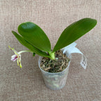 Phalaenopsis Miro Hime