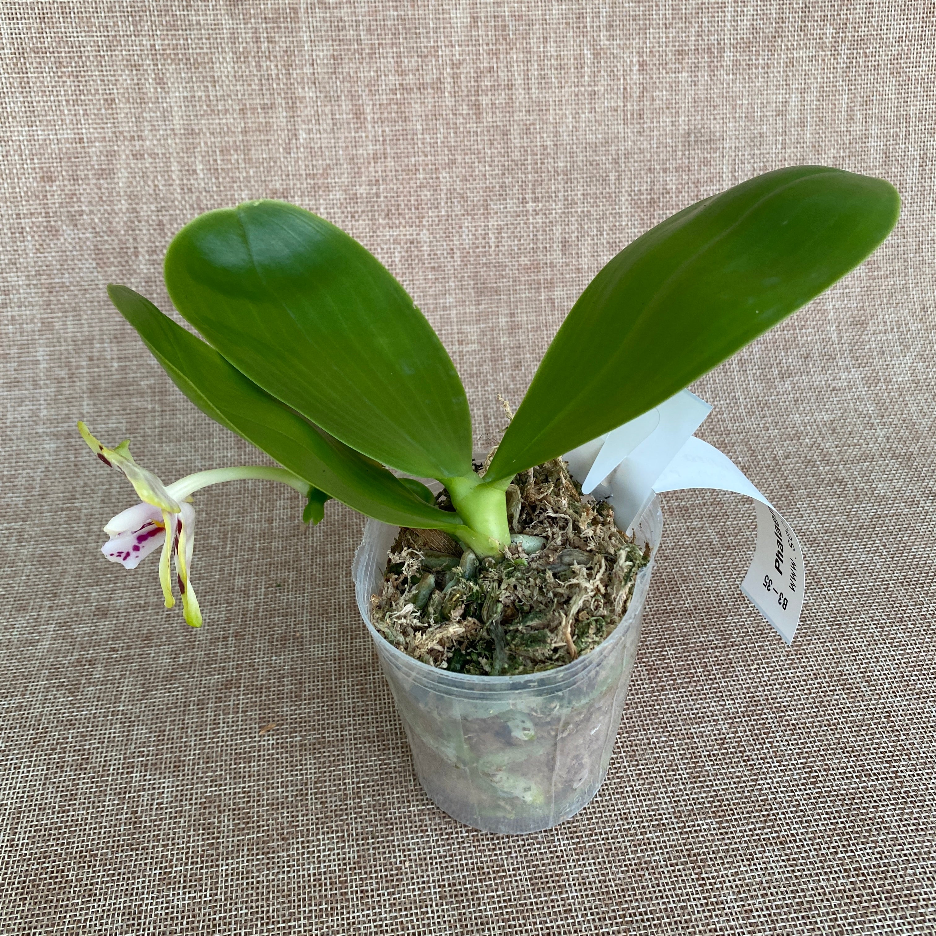 Phalaenopsis Miro Hime