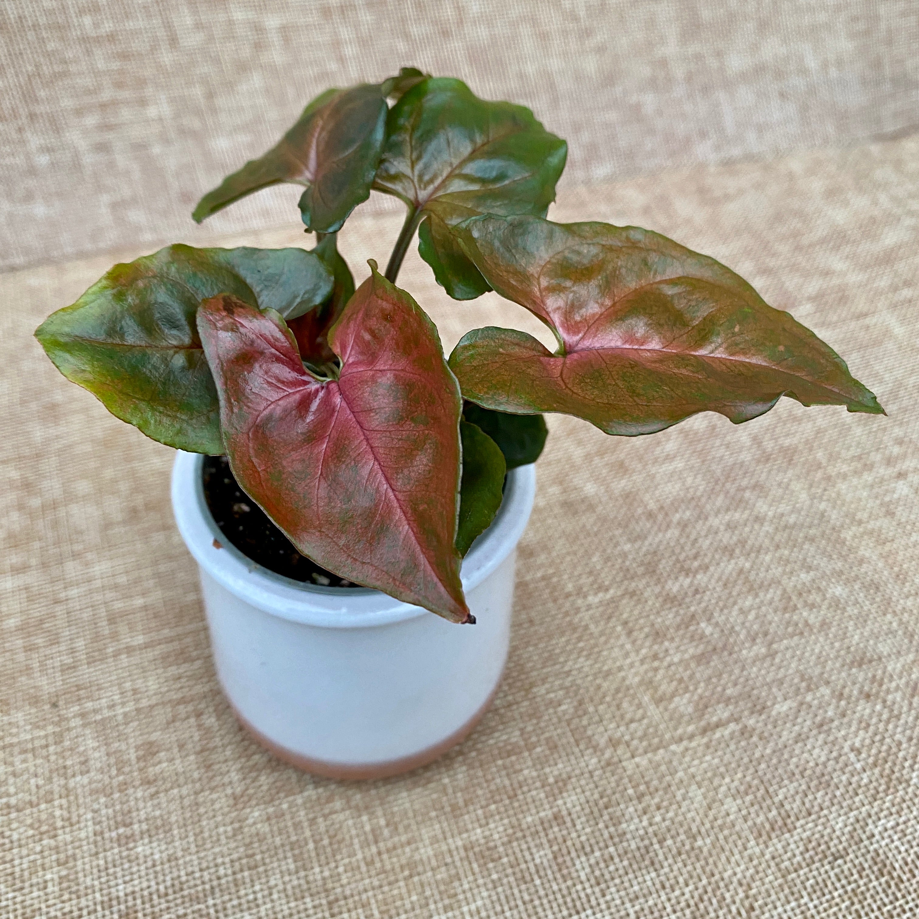 Syngonium Maria Allusion (babyplant)