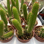 Cleistocactus samaipatanus