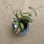 Hoya sigillatis (Taiwan)