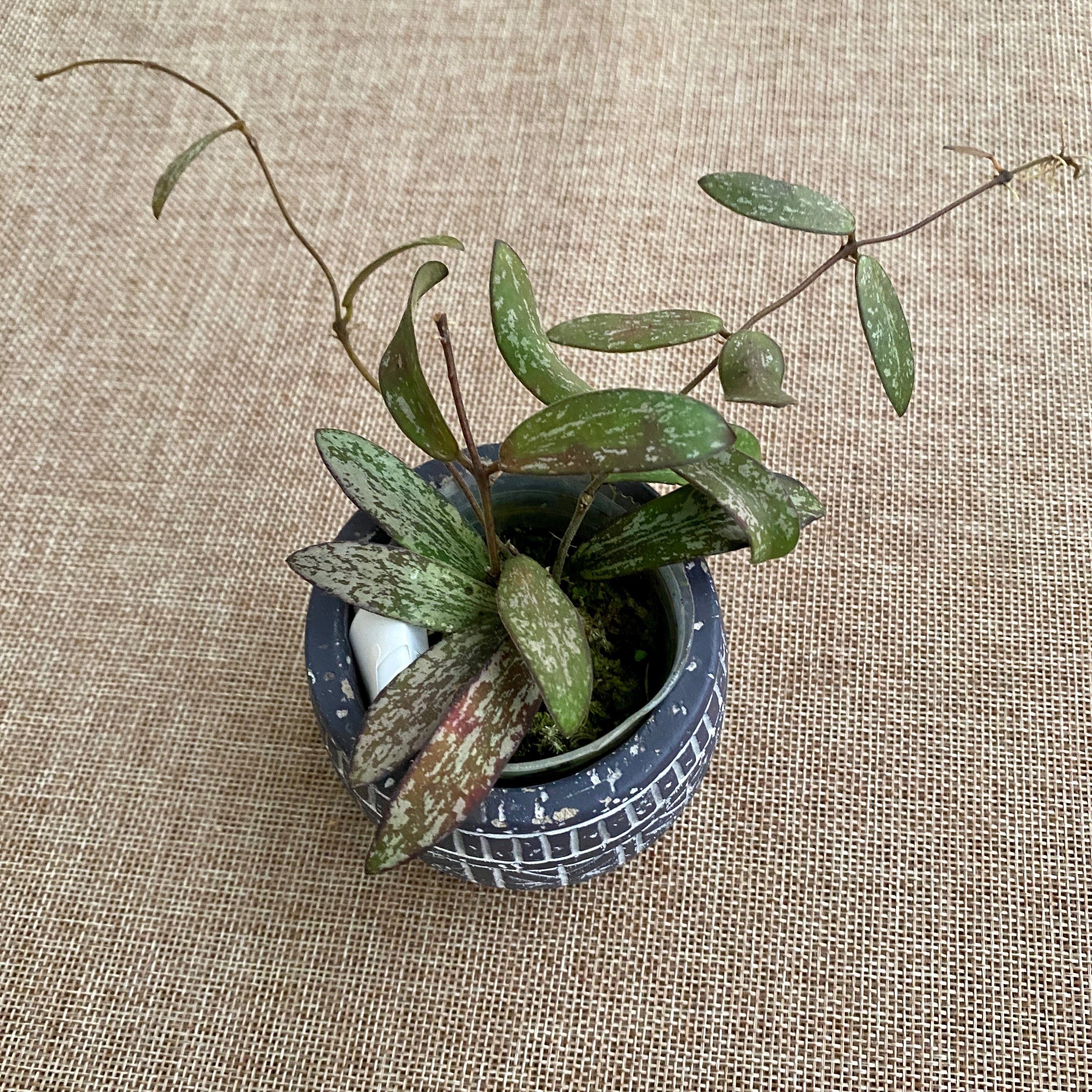 Hoya sigillatis (Taiwan)