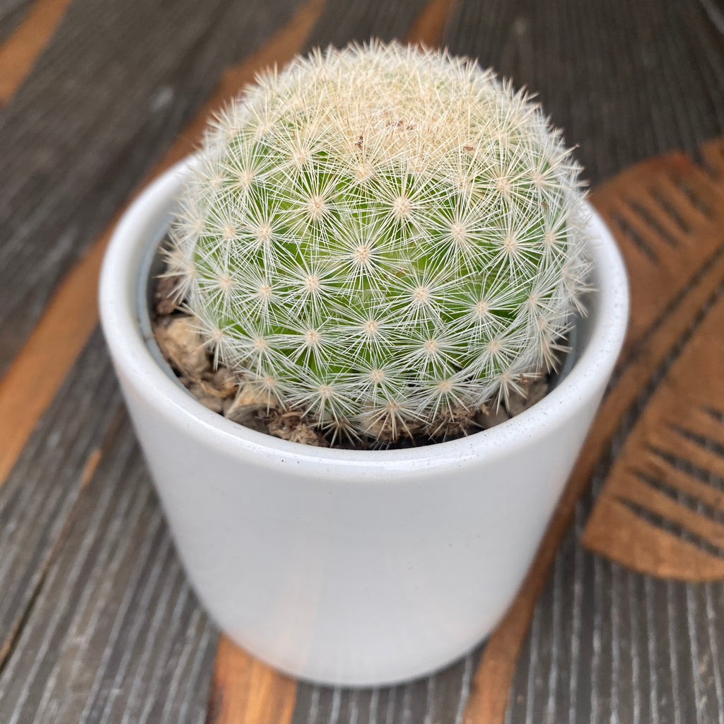 Mammillaria candida (Kaktus śnieżna kula)