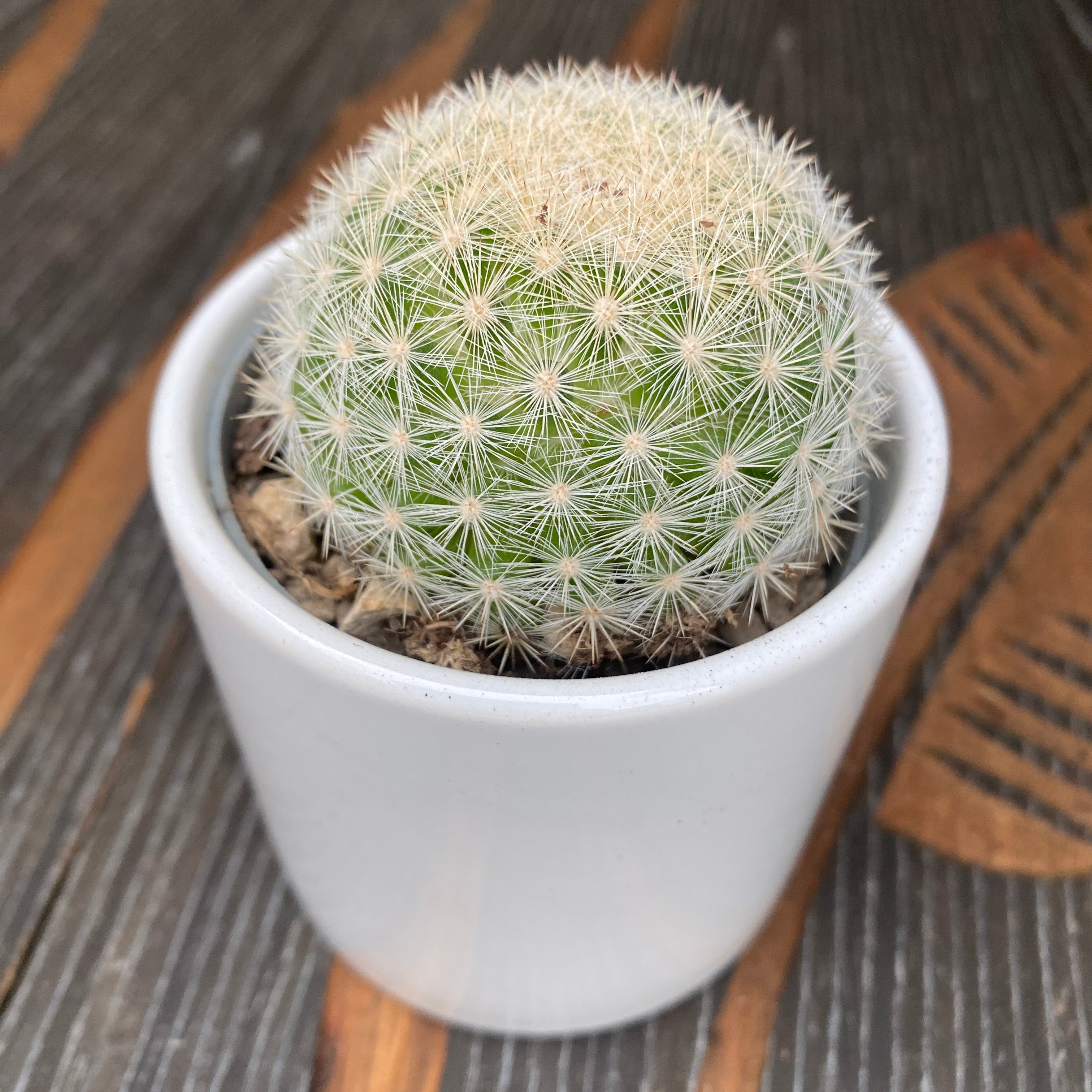Mammillaria candida (Snowball cactus)