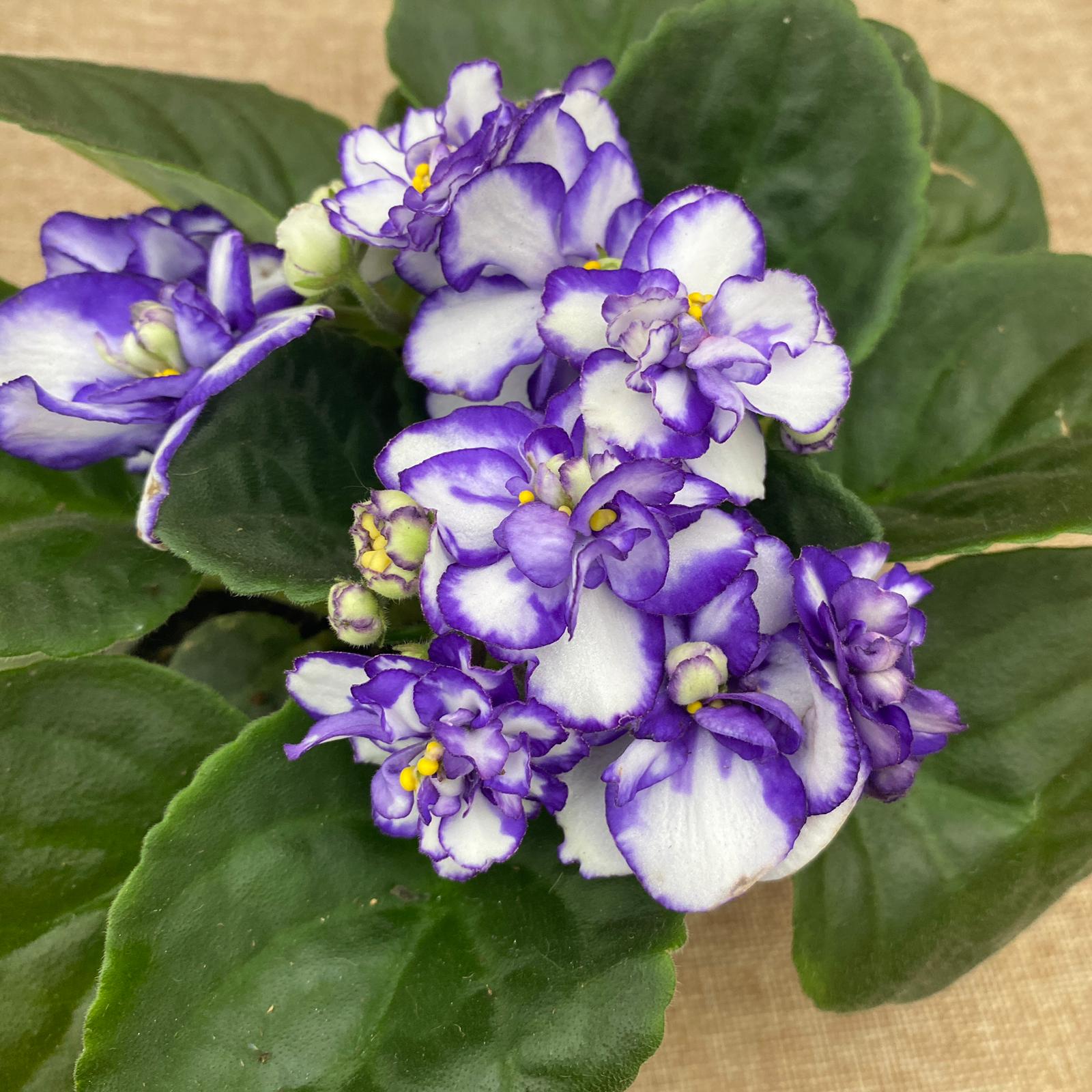 Saintpaulia Rosanne Lotte - violete cu flori duble