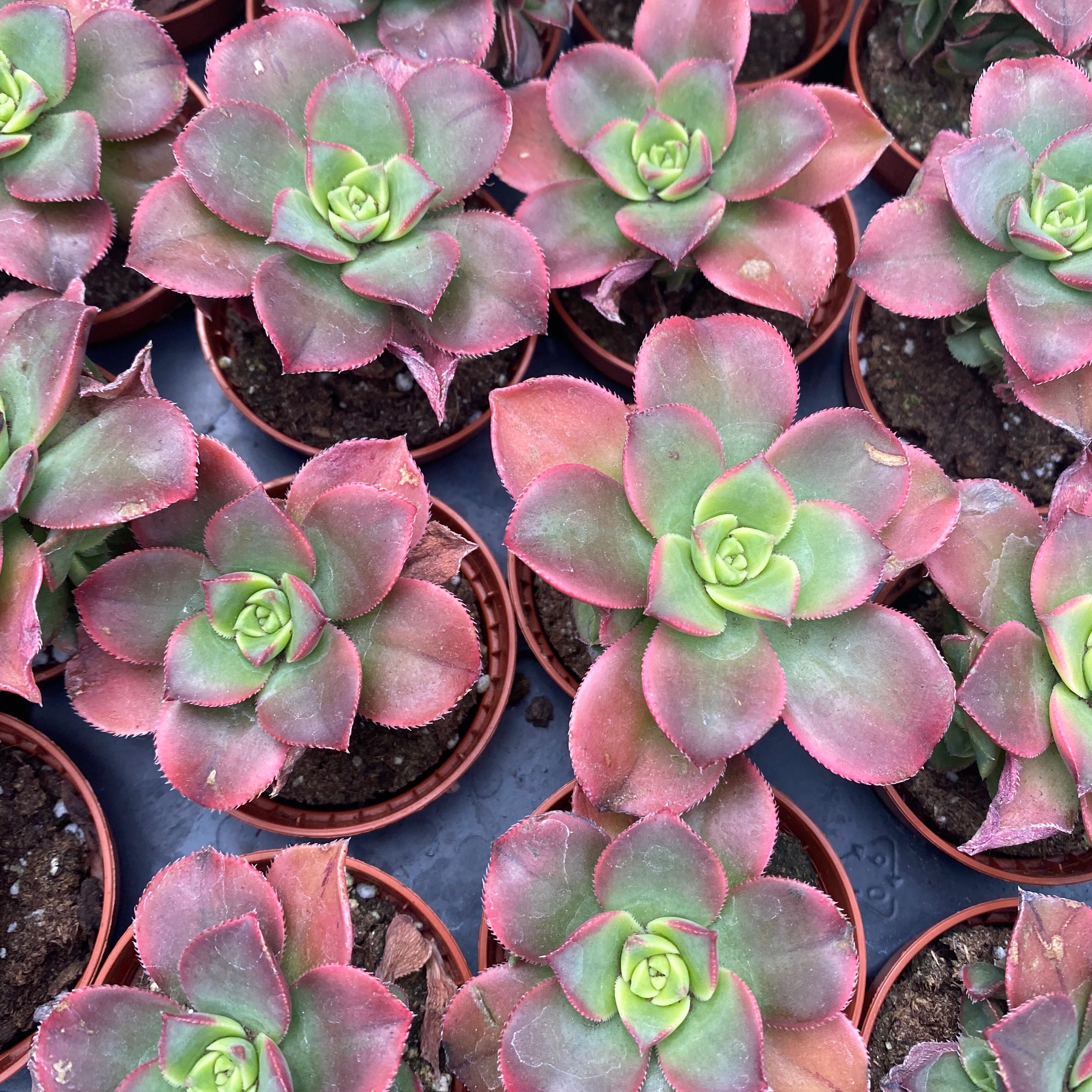 Aeonium tricolor (Kiwi)
