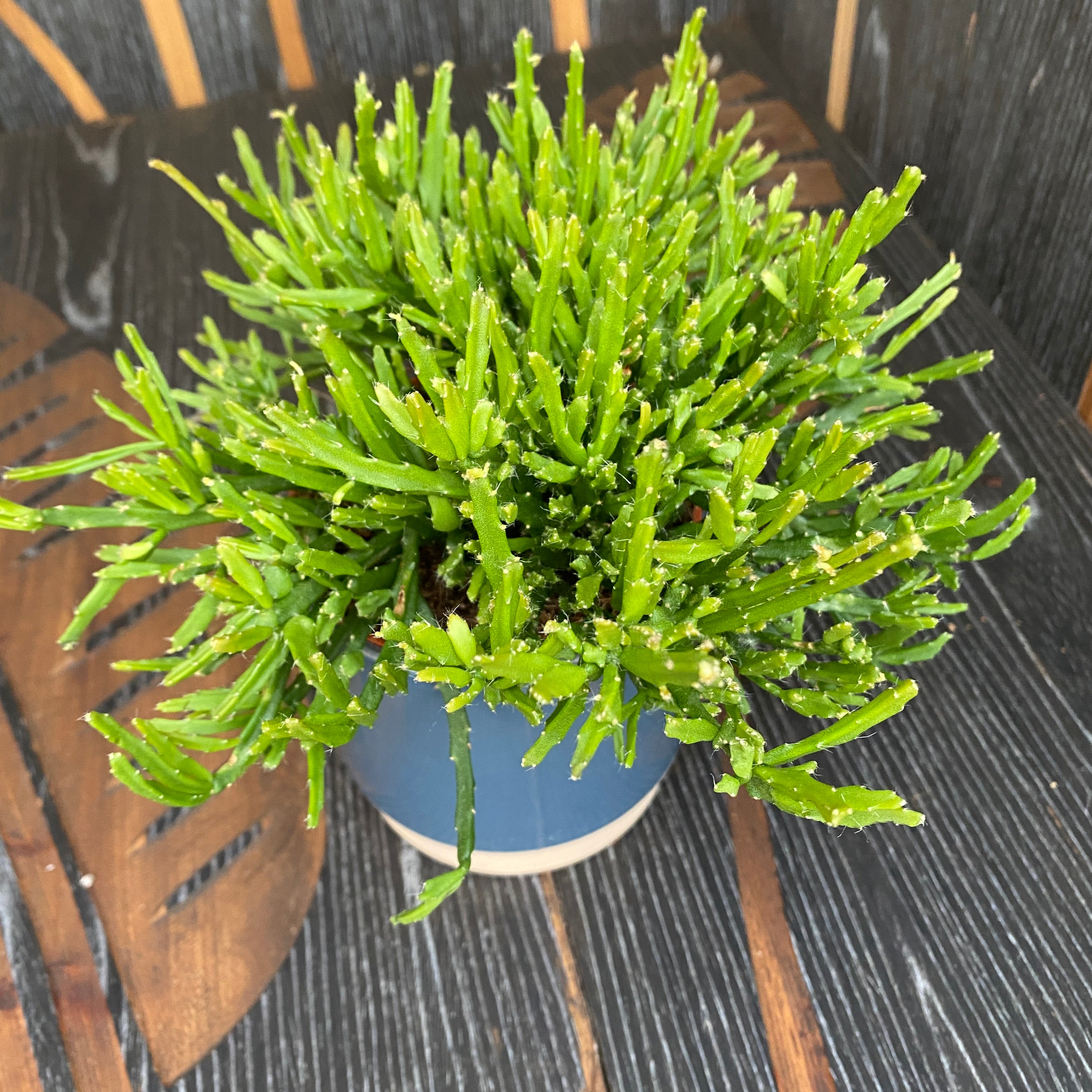 Rhipsalis Ewaldiana (neinflorita)