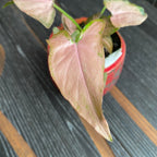 Syngonium Pink Allusion (jeune plante)