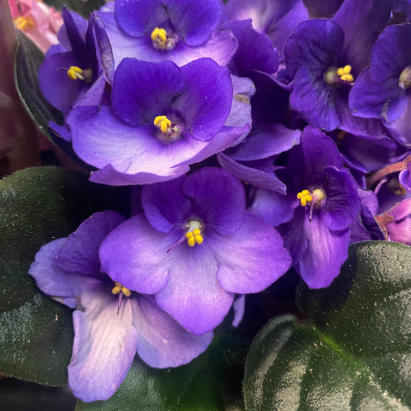 Saintpaulia Trendy Purple - violete bicolore
