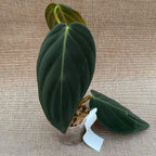 Philodendron gigas (Taiwan)