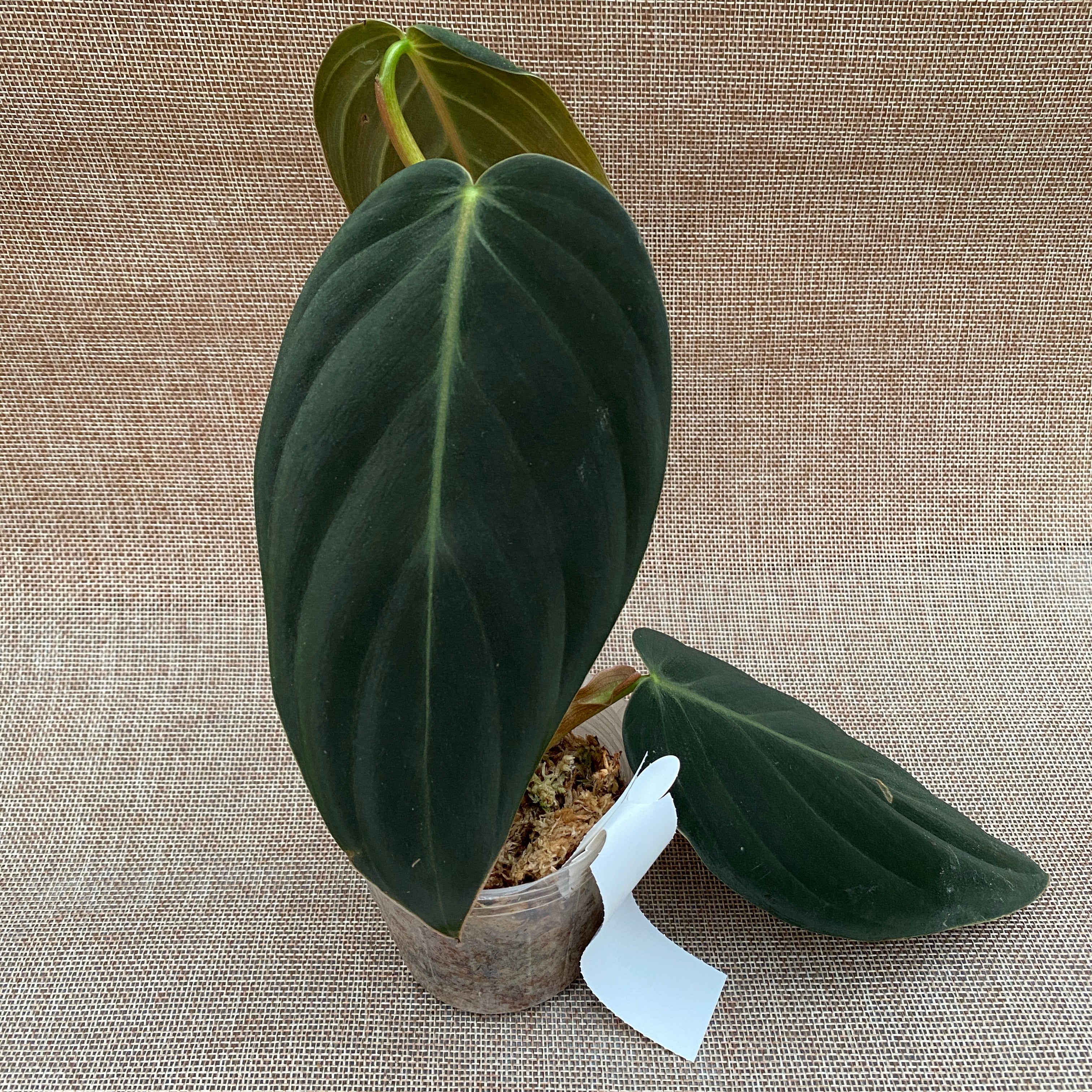 Philodendron gigas (Taiwan)