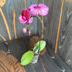 Phalaenopsis Fontano Triton  - floarea XXL