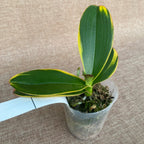 Phalaenopsis Miki Pink Fox (variegata & peloric)