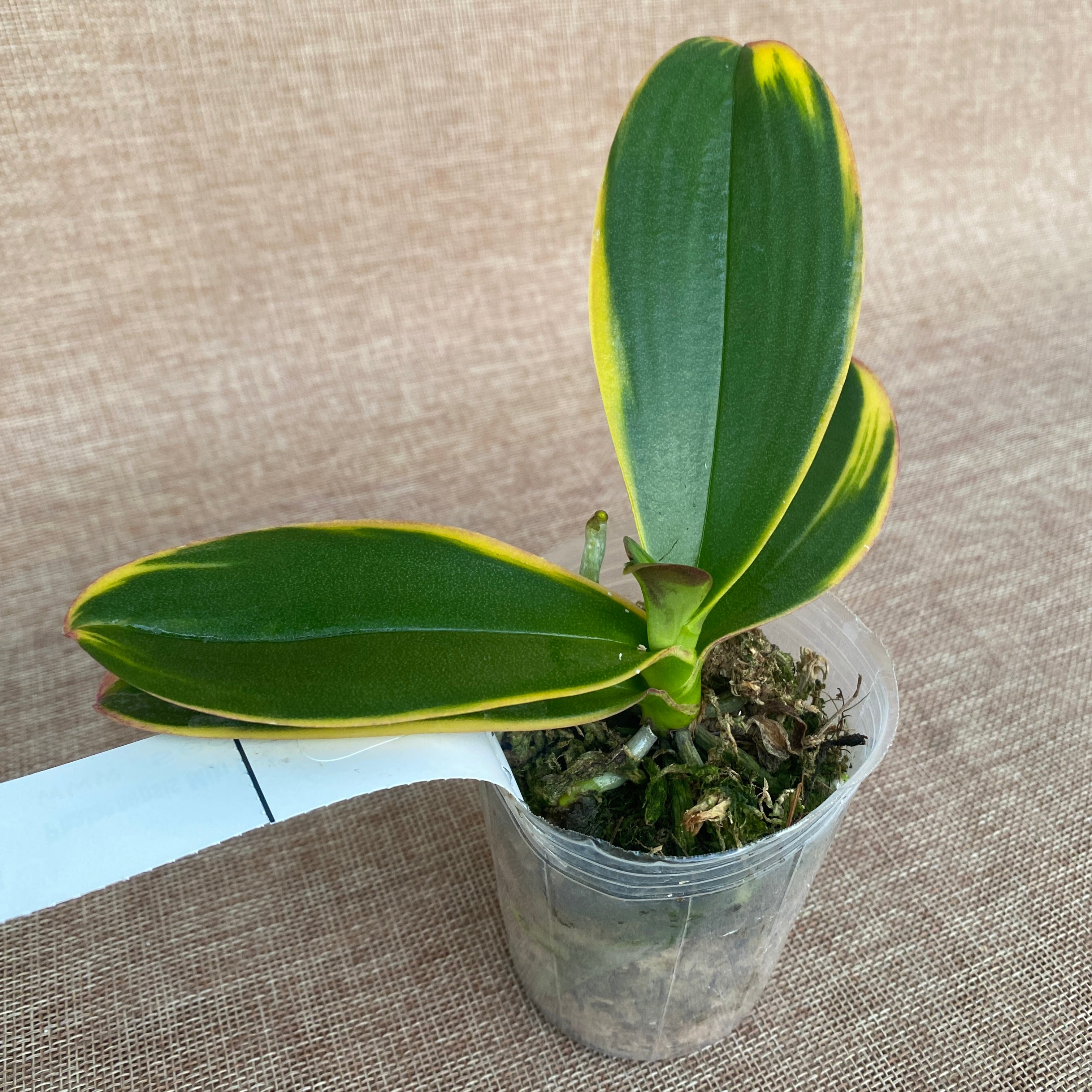 Phalaenopsis Miki Pink Fox (variegata & peloric)