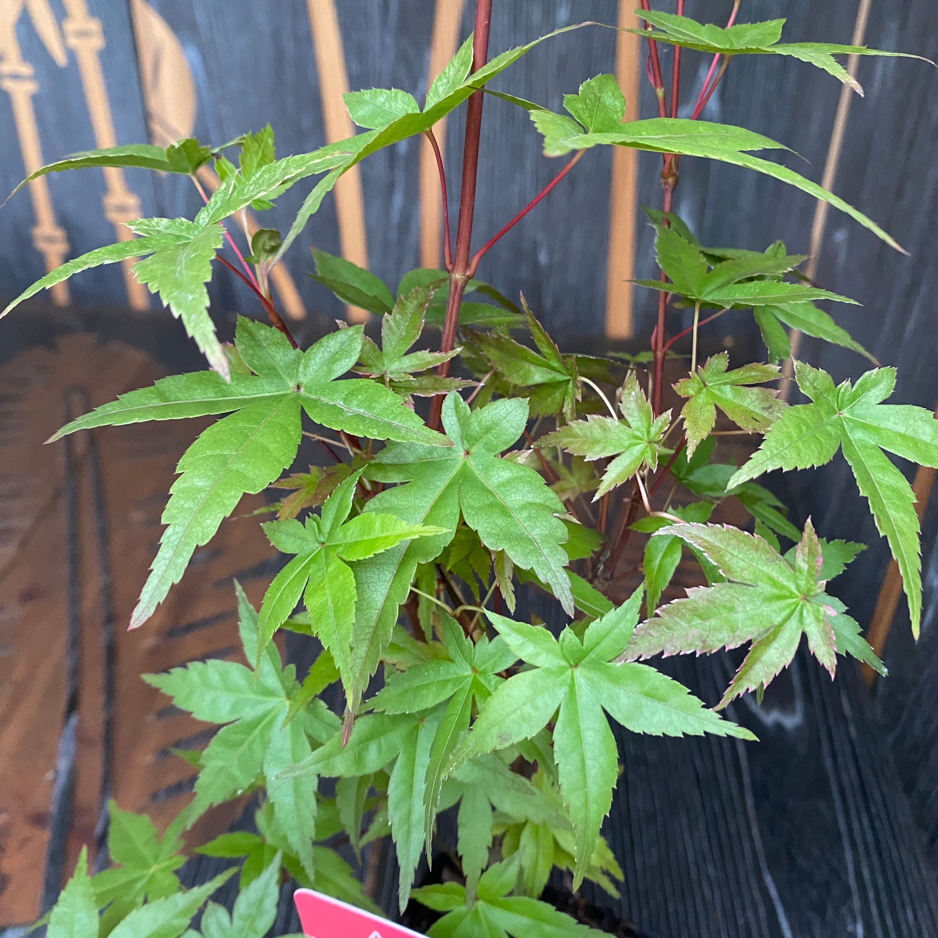 Acer palmatum 'Beni Maiko' (artar japonez)