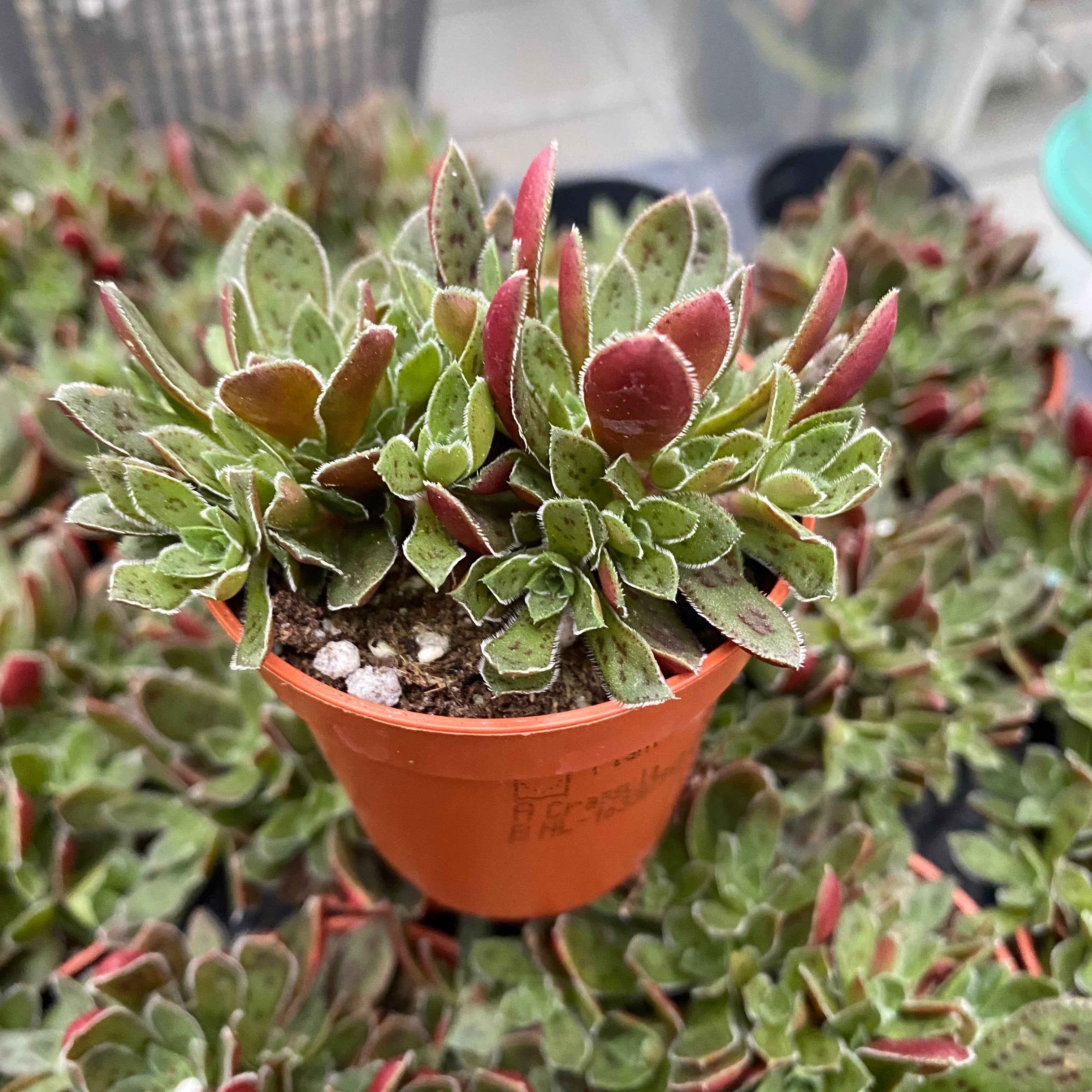 Crassula Schmidtii