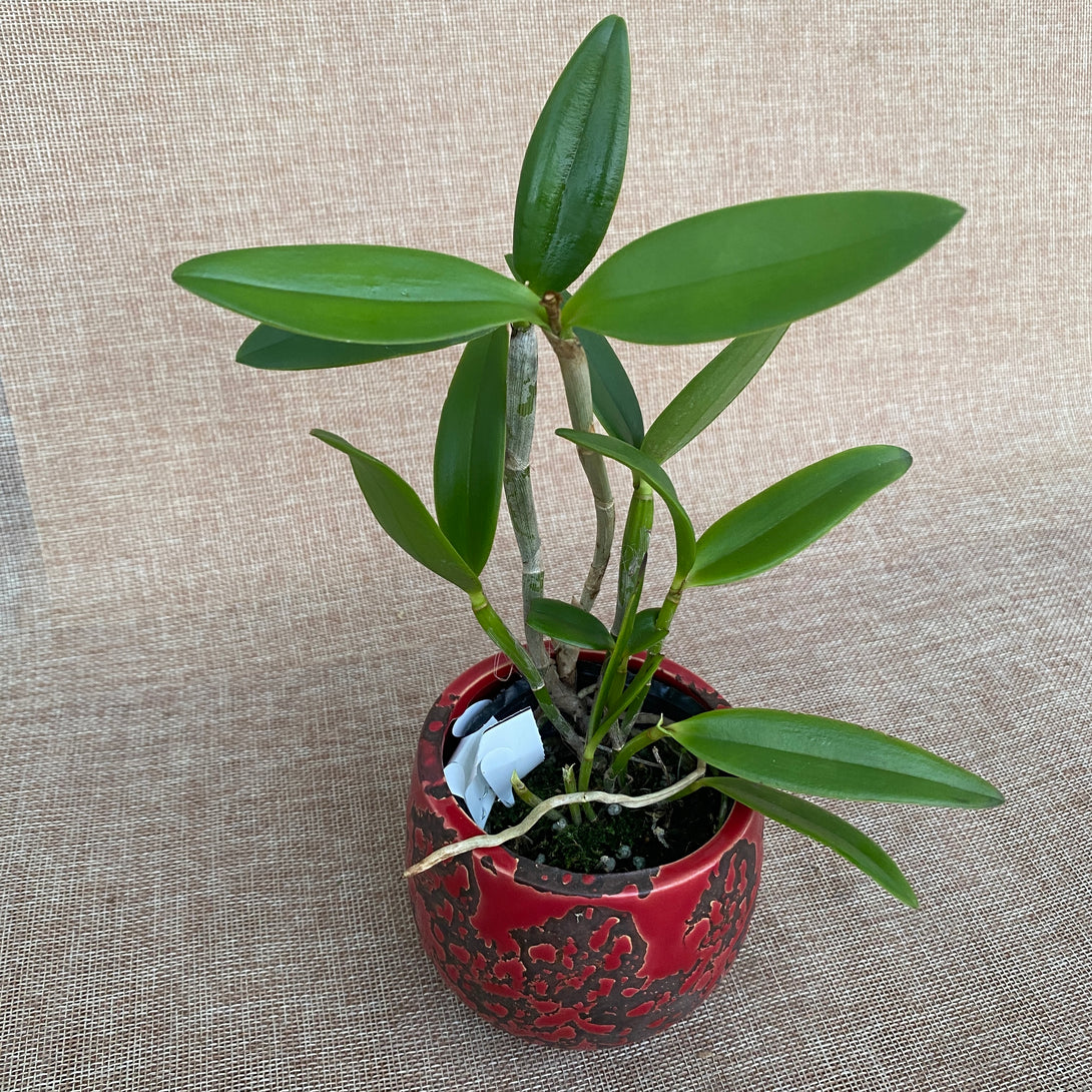 Cattleya forbesii