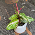 Stromanthe Sanguinea 'Magic Star' (kis növény)