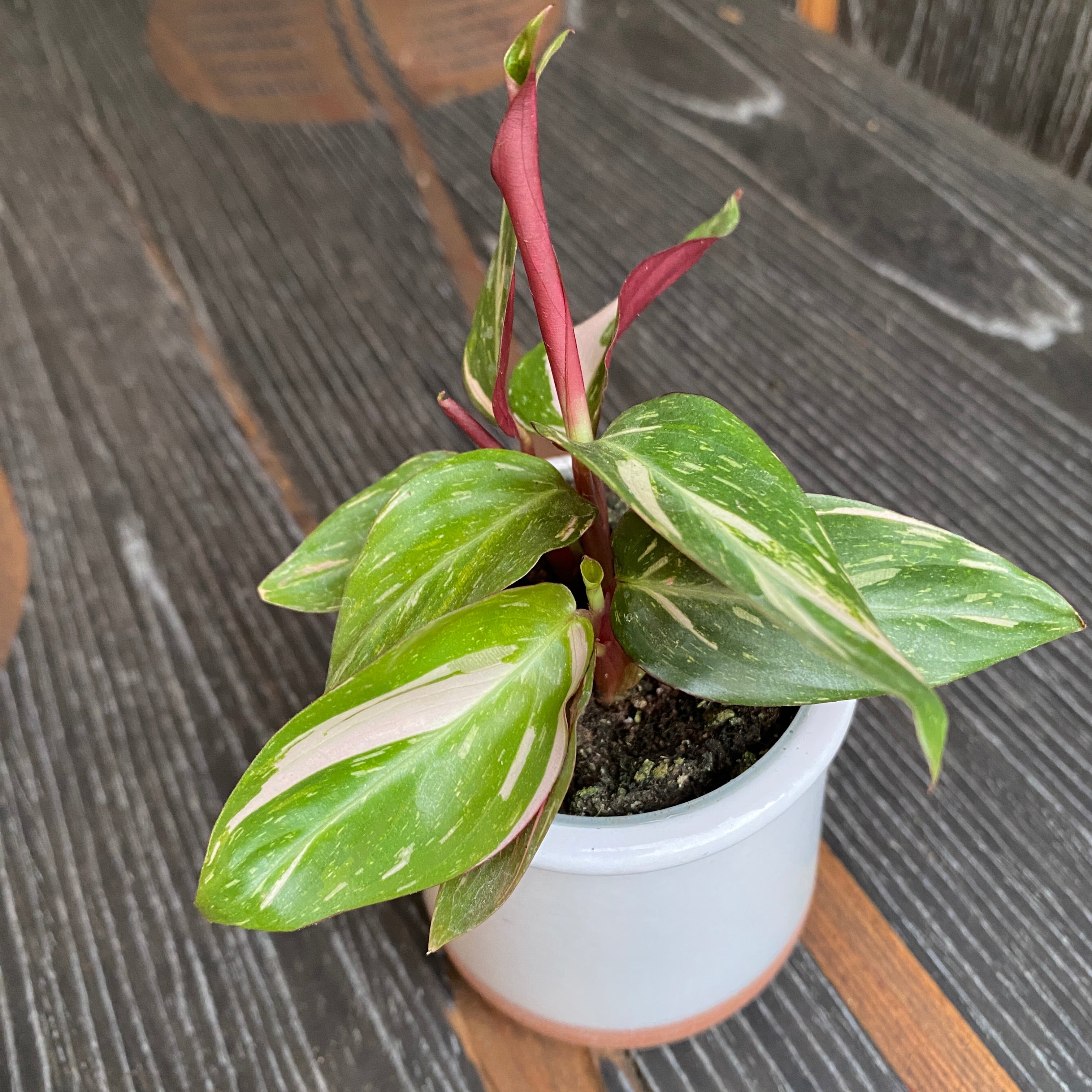 Stromanthe Sanguinea 'Magic Star' (babyplant)